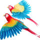 macaws