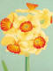 geranium daffodil